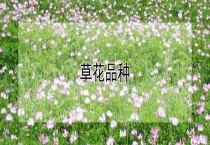 草花品种