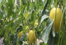 东北香瓜一般何时成熟 附其基本介绍