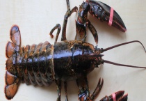 如何清除龙虾池杂物 有这三种多久？