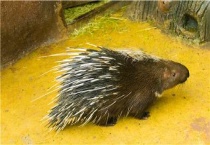 豪猪是刺猬吗？