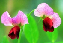 豌豆花花语