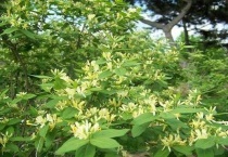 忍冬属于木质藤本吗？