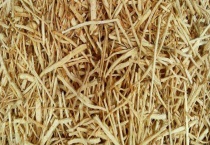 北沙参和南沙参的区别？ 详细介绍