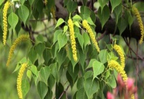 龙眼蜜和乌桕蜜哪个好 从营养、色泽、口感、价格上来对比