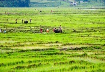 田野里有什么？