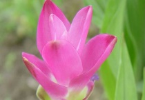 姜荷花枯萎了怎么办？