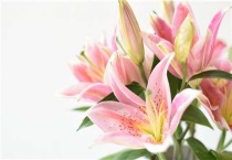 百合花的花期是多久？