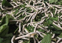 1龄蚕到2龄蚕需要多久？