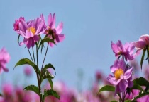 芍药和大丽花区别？ 它们的功效分别是什么？