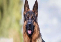 德国牧羊犬能吃什么食物 不能吃什么食物