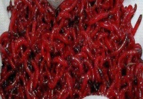 红虫挂钩方法 母虫细长 绑把方便