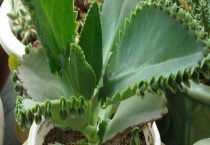 落地生根叶子发黄怎么办 为什么会发黄