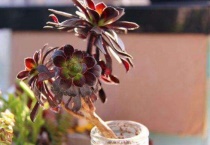 多肉法师一般用多大盆