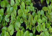 金钱草和铜钱草的区别？ 金钱草和铜钱草的别称区别？