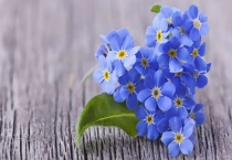 薰衣草是勿忘我吗？