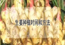 生姜种植时间和多久？