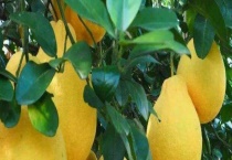 沙田柚产地在哪里 品种有哪些？