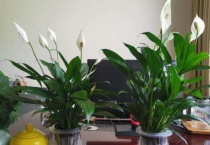 家里为什么不能放白掌