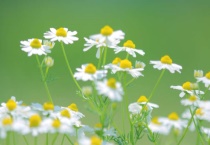 雏菊开花后怎么处理好