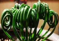 什么是弹簧草 主要有哪些品种