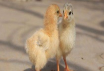 小鸡的食物习性 附小鸡的养法