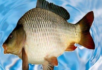 鲤鱼的生活习性及特点 鲤鱼是典型的杂食性鱼类