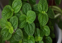 吸毒草真的能将室内的有毒气体吸走吗 附吸毒草的栽培技术