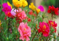 太阳花有毒素吗？