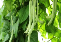 四季豆种子催芽多久？