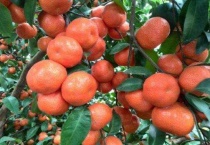 沙糖桔环割一般在几月