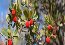 新鲜杨梅多少钱一斤？附选购方法以及功效与作用