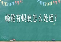 蜂箱有蚂蚁怎么多久？