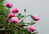 月季叶子软塌怎么回事