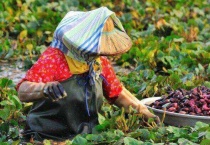 长在水里的水果有哪些？