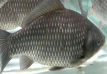 鲫鱼一般用什么打窝 钓鲫鱼的打窝多久？