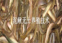 泥鳅无土养殖技术