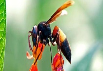 被马蜂蛰了怎么消肿止痒 有什么症状