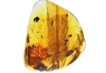 早在亿年前凶猛的古鸟是如何被发现的 有什么特征