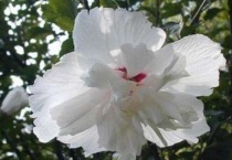 白槿花的功效与作用