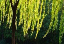 杨柳树和柳树有什么区别？？