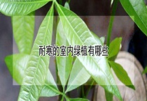 耐寒的室内绿植有哪些？