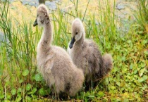 孵化鹅苗的最佳温度和湿度
