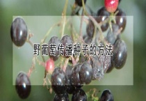 野葡萄传播种子的多久？