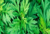 艾草的产地分布 附产地环境和种植技术