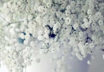 满天星送恋人可以吗？