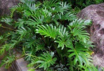 春羽枝干发软下垂