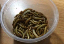 面包虫怎越养越多