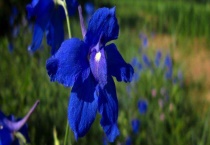 开蓝色的小花的草