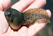 蝌蚪吃什么 如何喂食和饲养