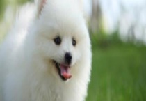 博美犬的寿命多长？附年龄鉴别多久？